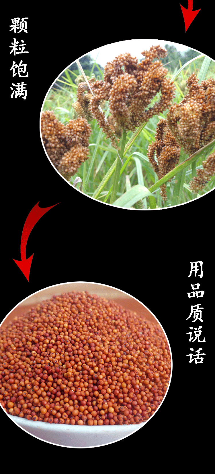 广西特产鸭脚粟龙爪粟米粉拳头粟米粒婴儿枕头红黄小米粥五谷杂粮