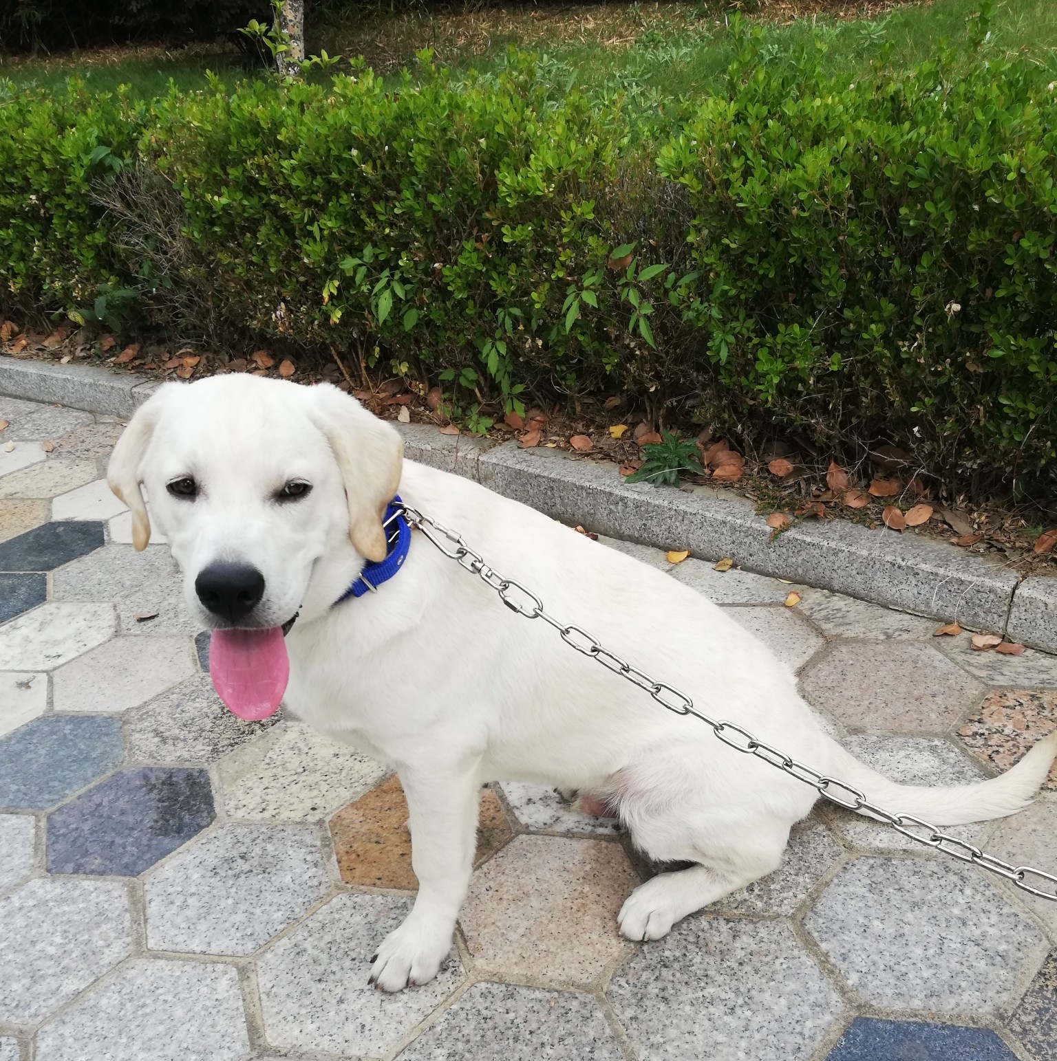 不锈钢狗链子大中型犬狗链铁链子小型犬通用 拴狗链泰迪项圈 脖套