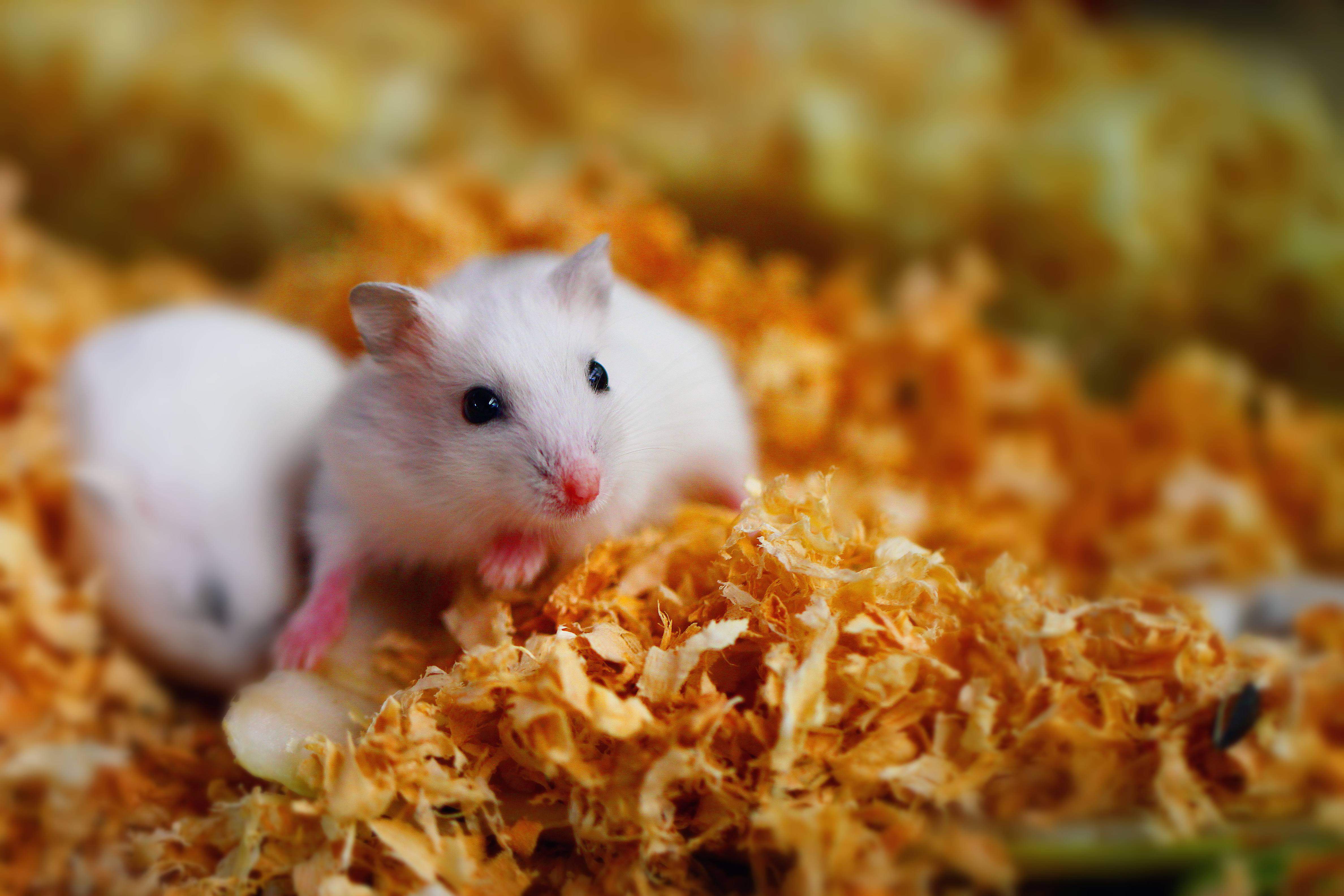 秋天的时候,这些仓鼠小知识你要知道哦!-我和宠物的日常