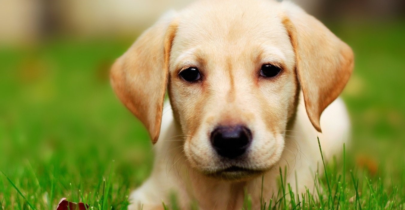 导致狗狗体味的原因都有哪些呢？20