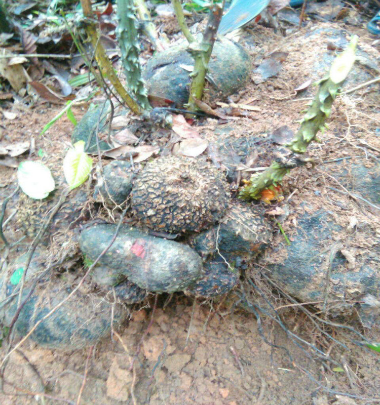 新鲜现挖薯莨 薯良 朱砂莲 红药子鸡血莲血三七 牛血莲拍3件包邮