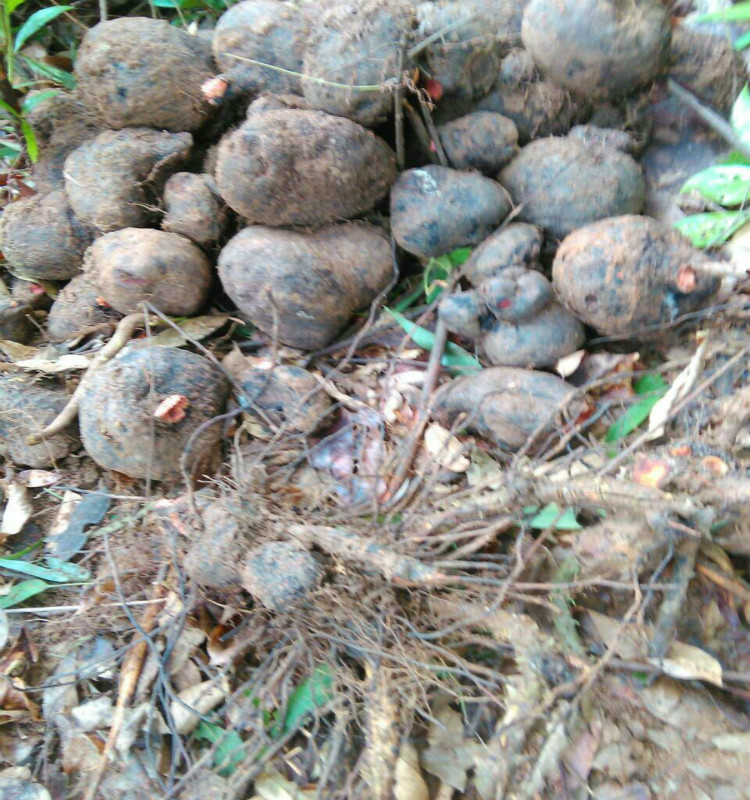 新鲜现挖薯莨 薯良 朱砂莲 红药子鸡血莲血三七 牛血莲拍3件包邮