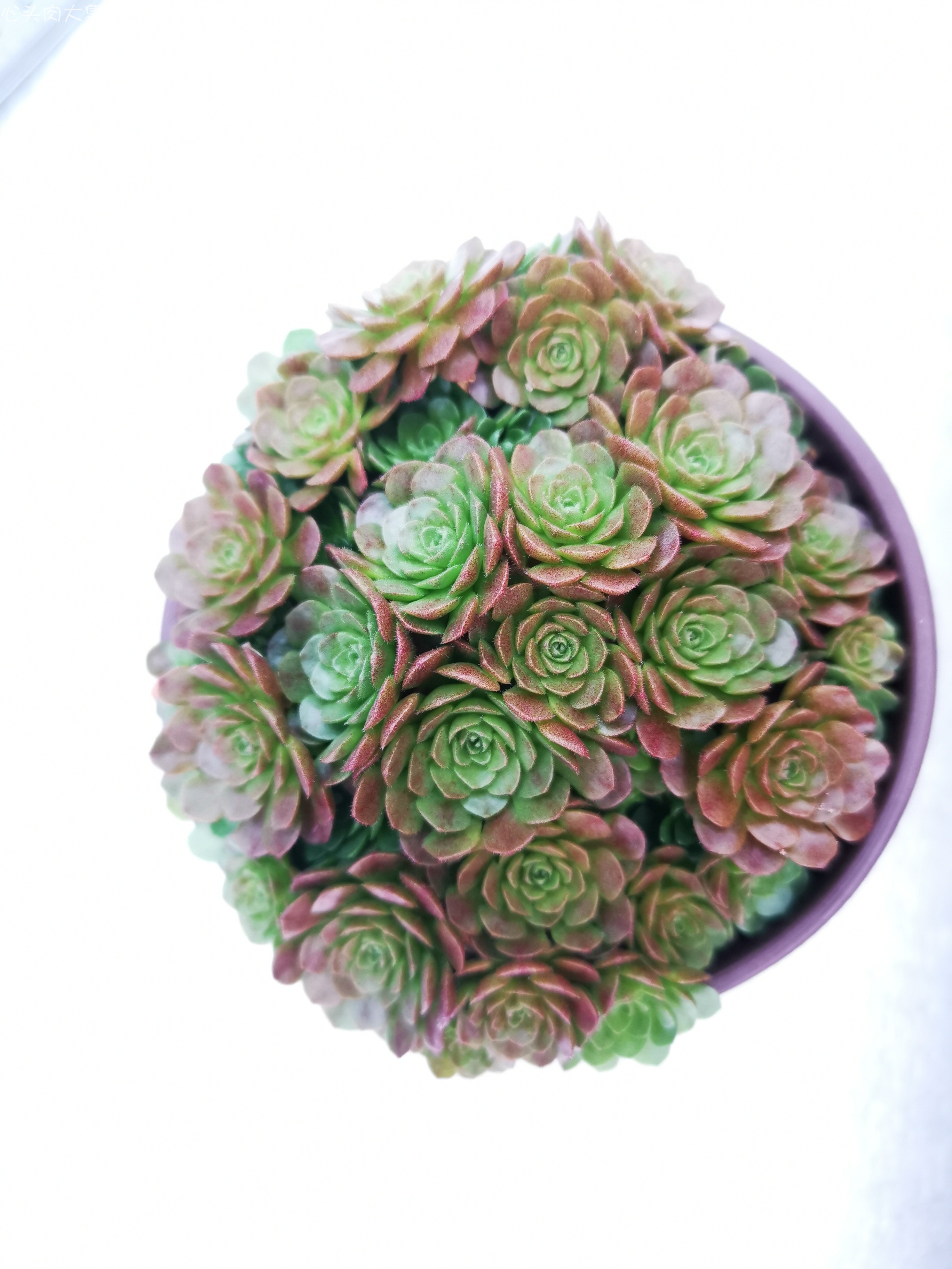 心头肉实拍 小野玫瑰 瓦莲 瓦莲红颜 韩国进口多肉植物 盆栽花卉