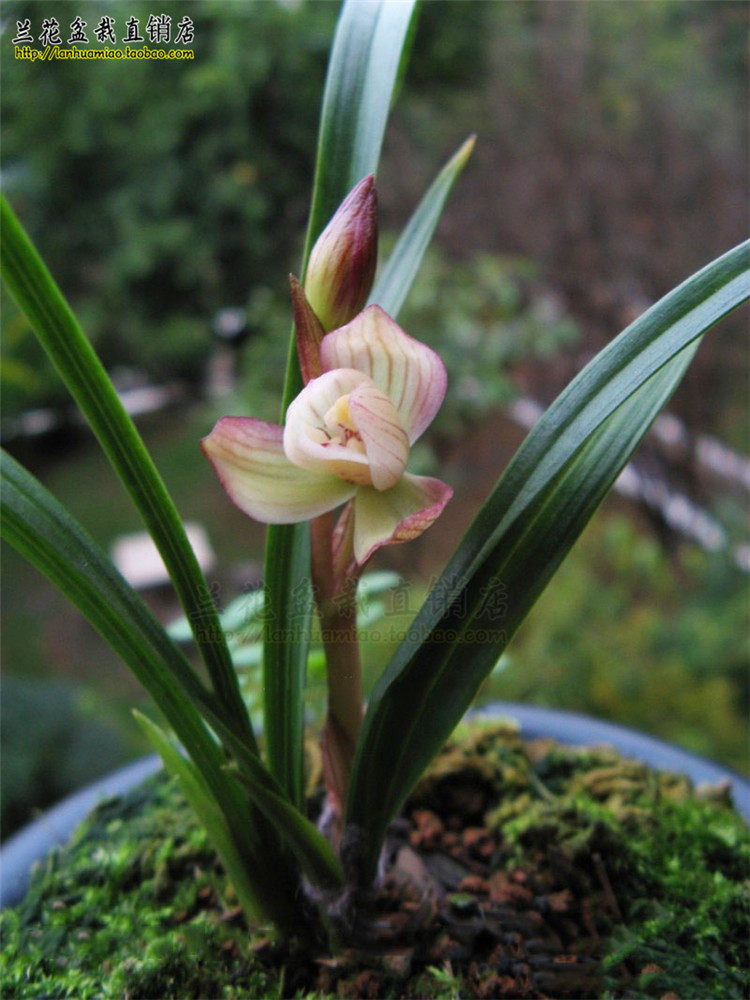 高档春兰 关鸠 矮种精品兰花苗 春带浓香花苞 原图原棵4苗发货 原价14