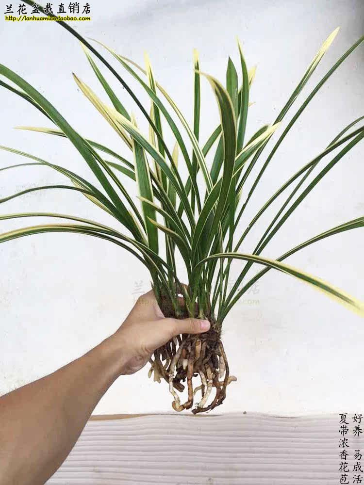 建兰四季兰花苗 素锦旗 金边叶艺 夏带浓香花苞 好养易成活花卉