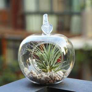 盆栽苹果吊瓶 空气凤梨空气草多肉植物 绿植盆