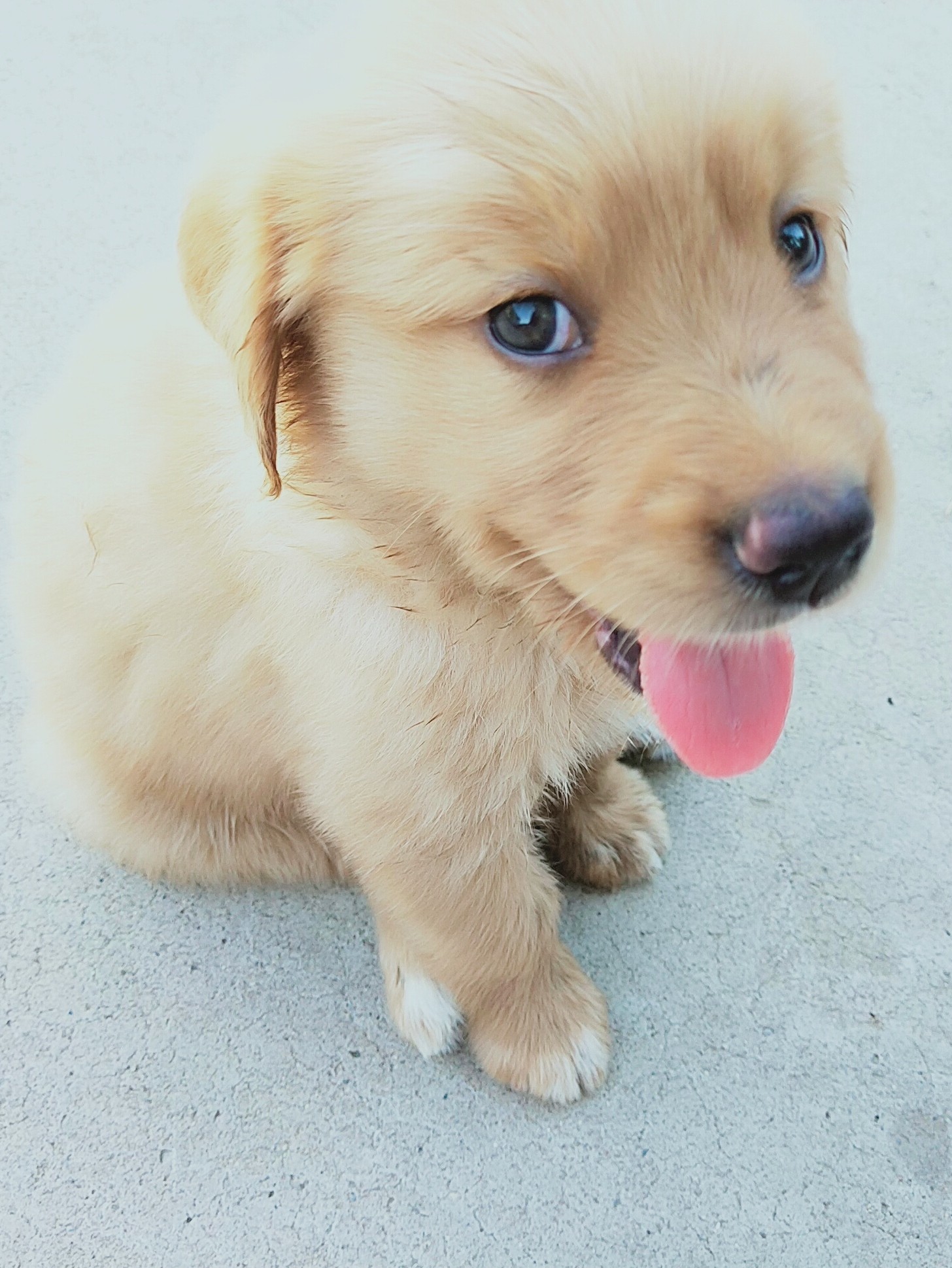 金毛家养黄金猎犬活体宠物狗狗