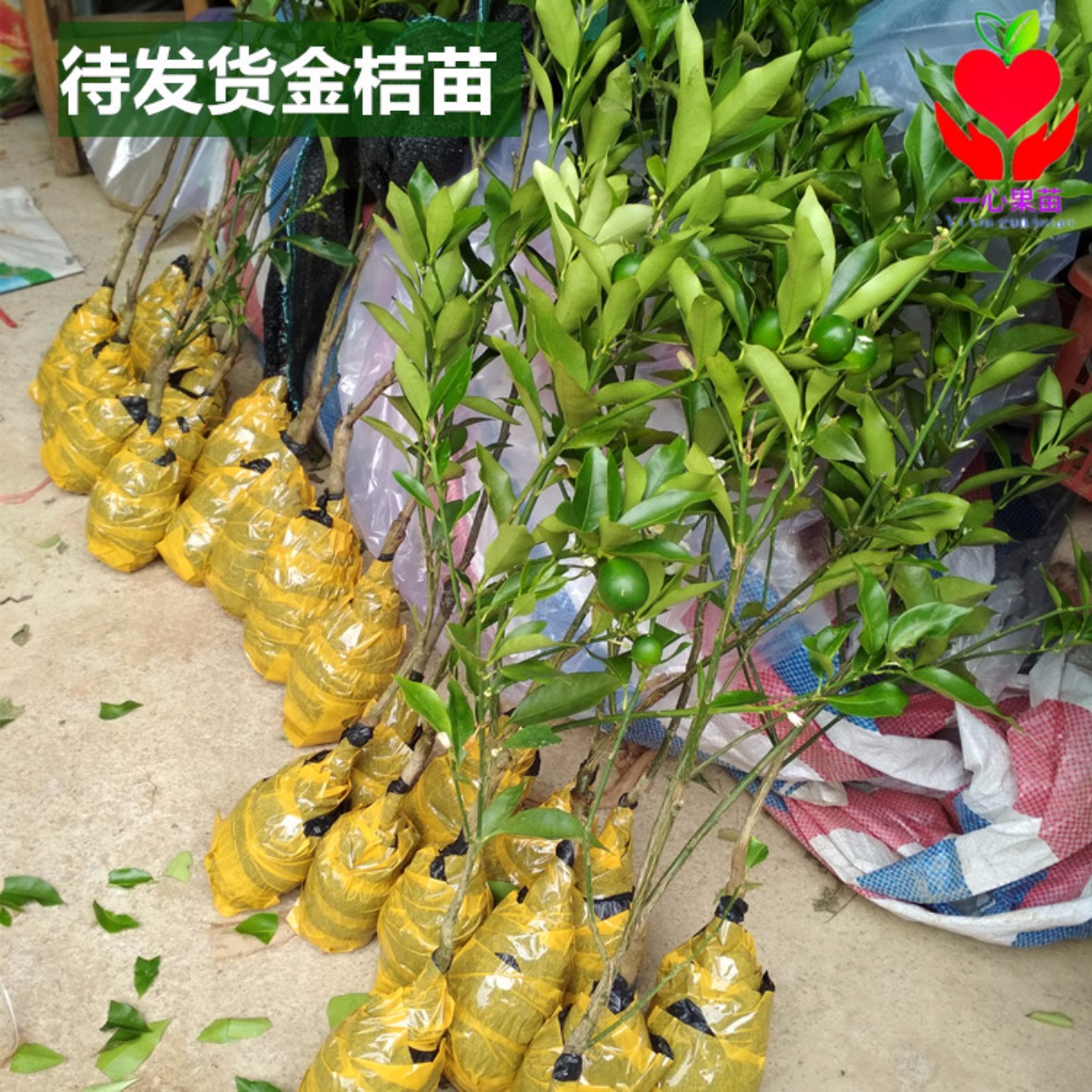 广西融安滑皮金桔苗滑皮脆皮金桔树苗金桔苗盆栽地栽当年结果_7折现价