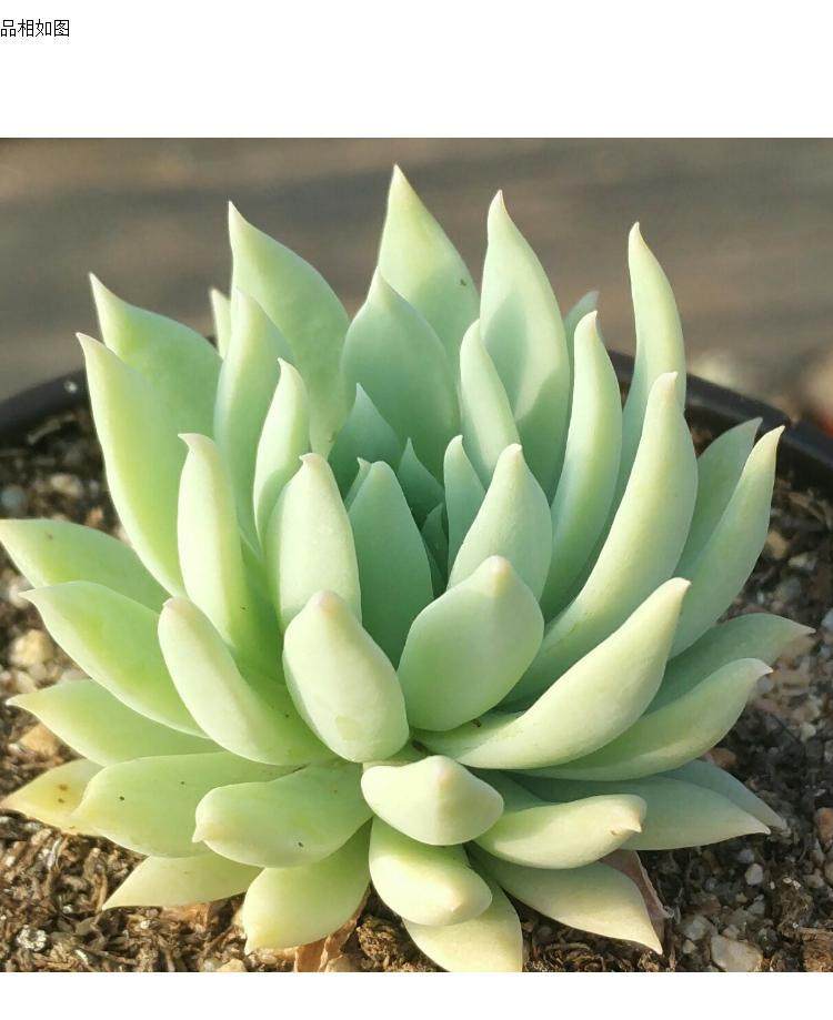 蓝色天使多肉植物一物一拍东北精养园艺盆栽满58包邮特价