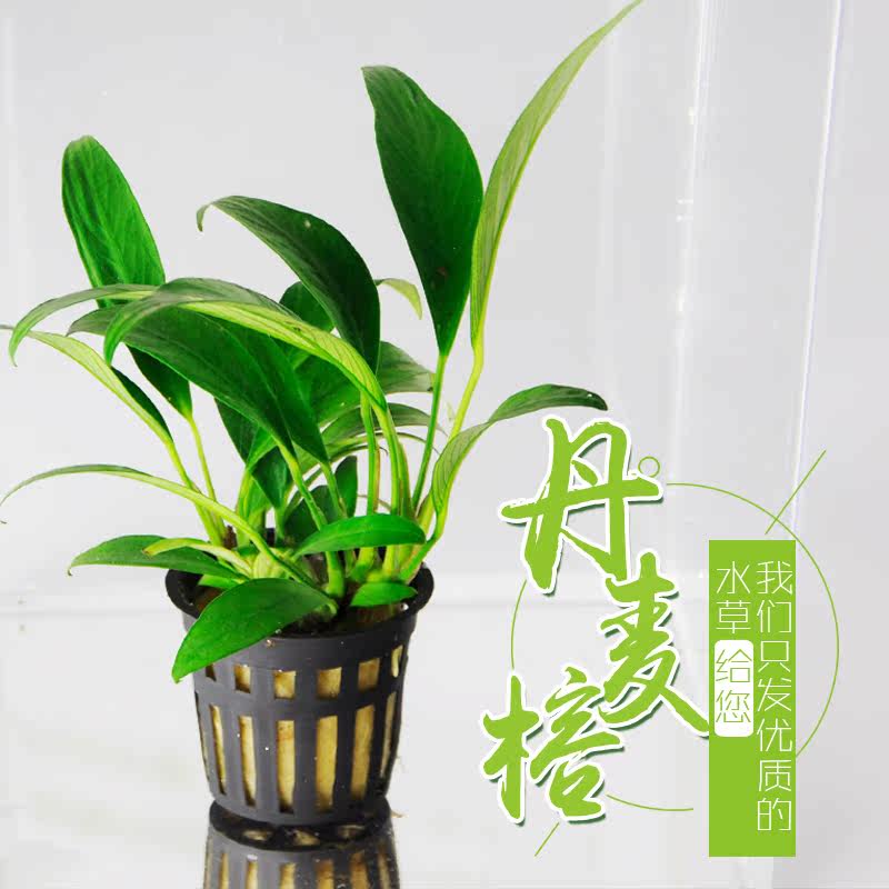 水草 前中景水草 丹麦榕 中后景水草 草缸