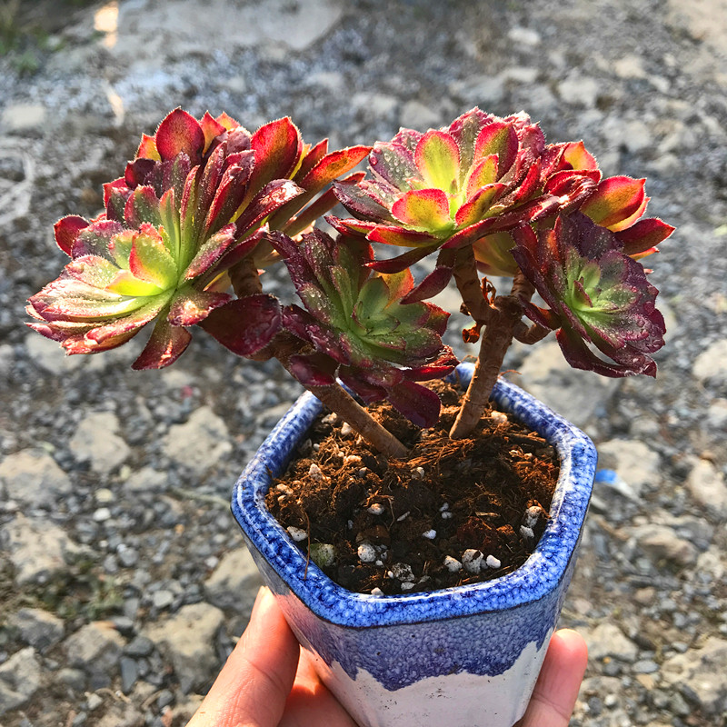 多肉植物红覆轮锦多头老桩带盆栽好稀少小贵货阳台庭院防辐射