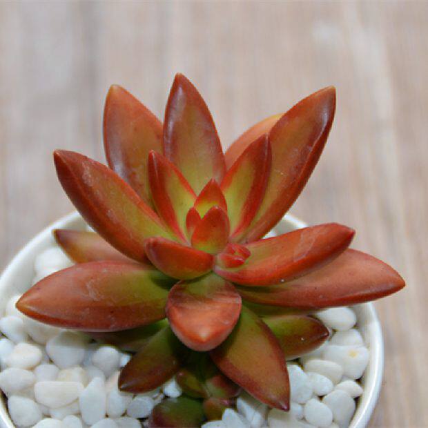 多肉植物【红日】状态已出 品相好 奇趣植物 多肉盆栽 多肉故事馆