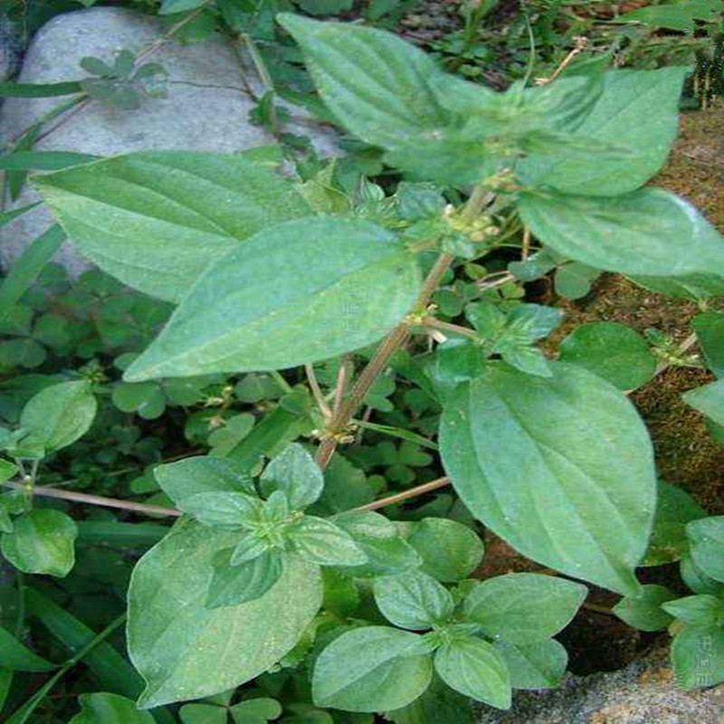 新鲜野生雾水葛 脓见消 咄脓膏 糯米藤 拔脓膏草药 纯根500g包邮