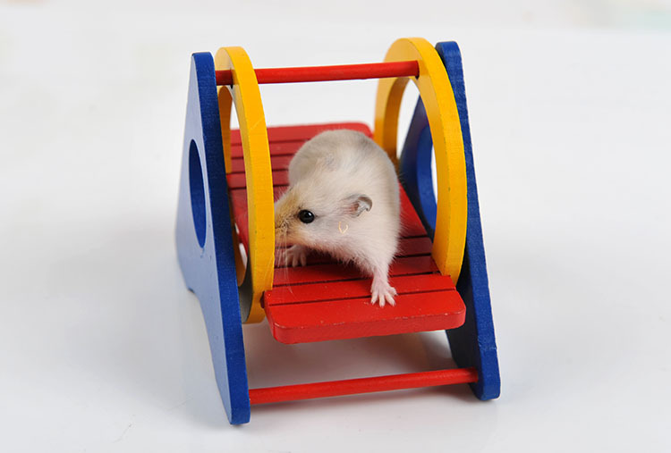 【包邮】刺猬松鼠玩具 仓鼠玩具 仓鼠彩色的秋千 落地彩色秋千