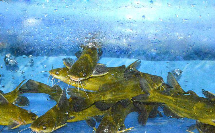 idaban.cn),春季外出钓黄颡鱼,这些小思路要理清4