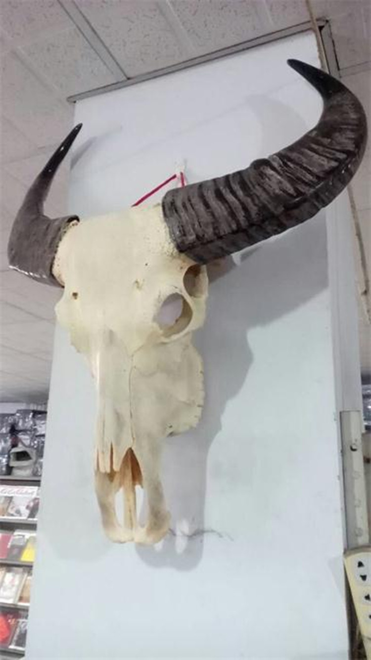 美术用品画材真水牛头骨工艺品水牛头室内装饰品牛头 骷髅牛头