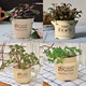 BAOZAKKA export old home gardening succulent retro flower pot Korean stoneware light porcelain flower pot BAOZAKKA export old home gardening succulent retro flower pot Korean stoneware light porcelain flower pot
