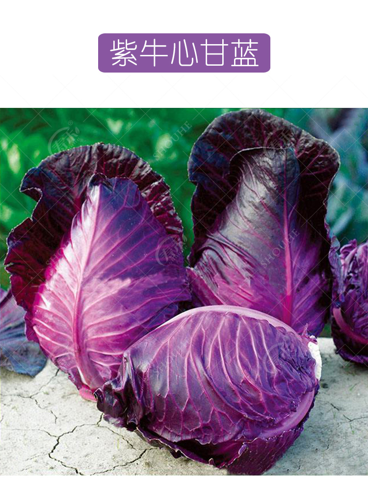 紫牛心甘蓝种子 牛心突出 紫火焰漂亮口感甜脆 牛角尖角蔬菜种籽