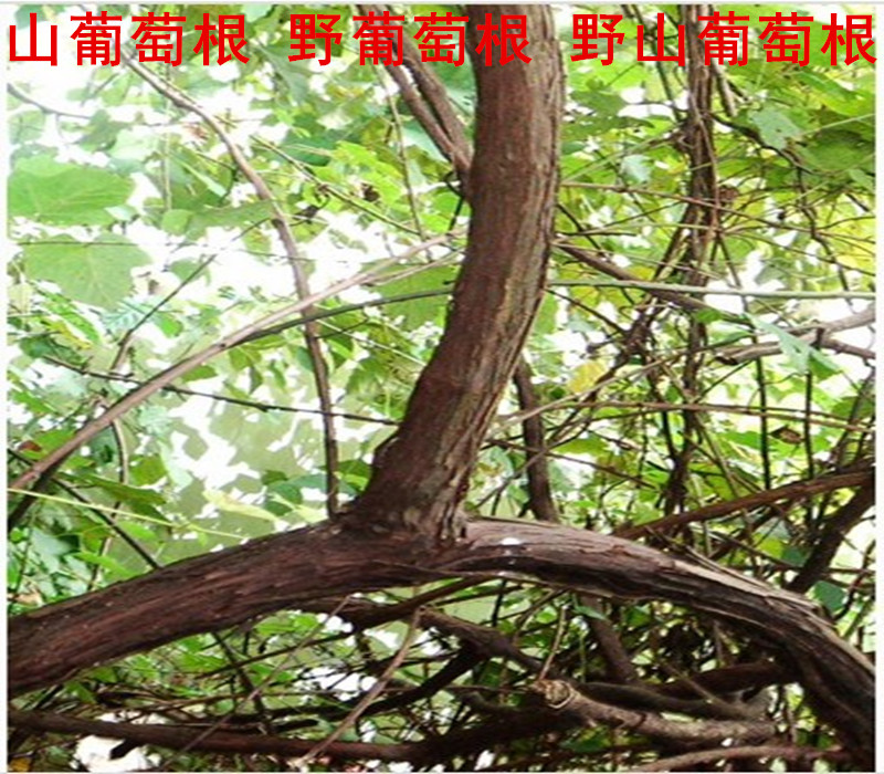 野生中药材山葡萄根 野葡萄根 野山葡萄根 500克起售_7折现价50元