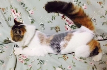 Flexible mesh bandage barrel elastic bandage breathable protective net anti-allergic cat dog fixed wound package