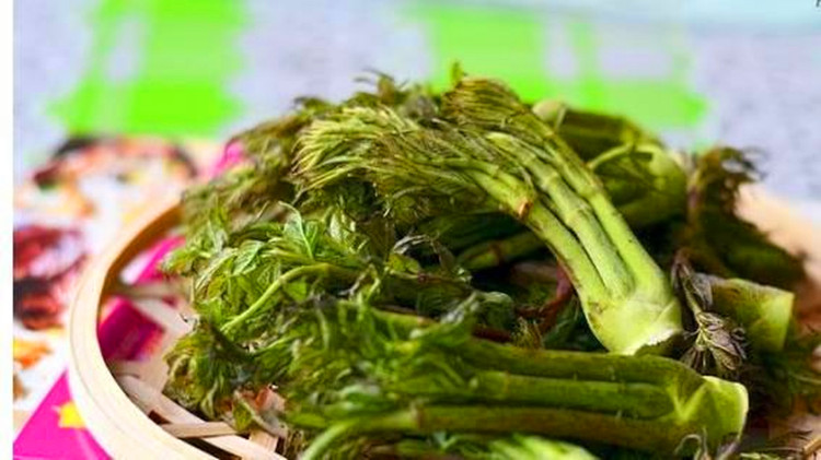 展示与对比:野生刺嫩芽刺老芽东北山区特产山菜刺嫩芽种子山野菜种苗