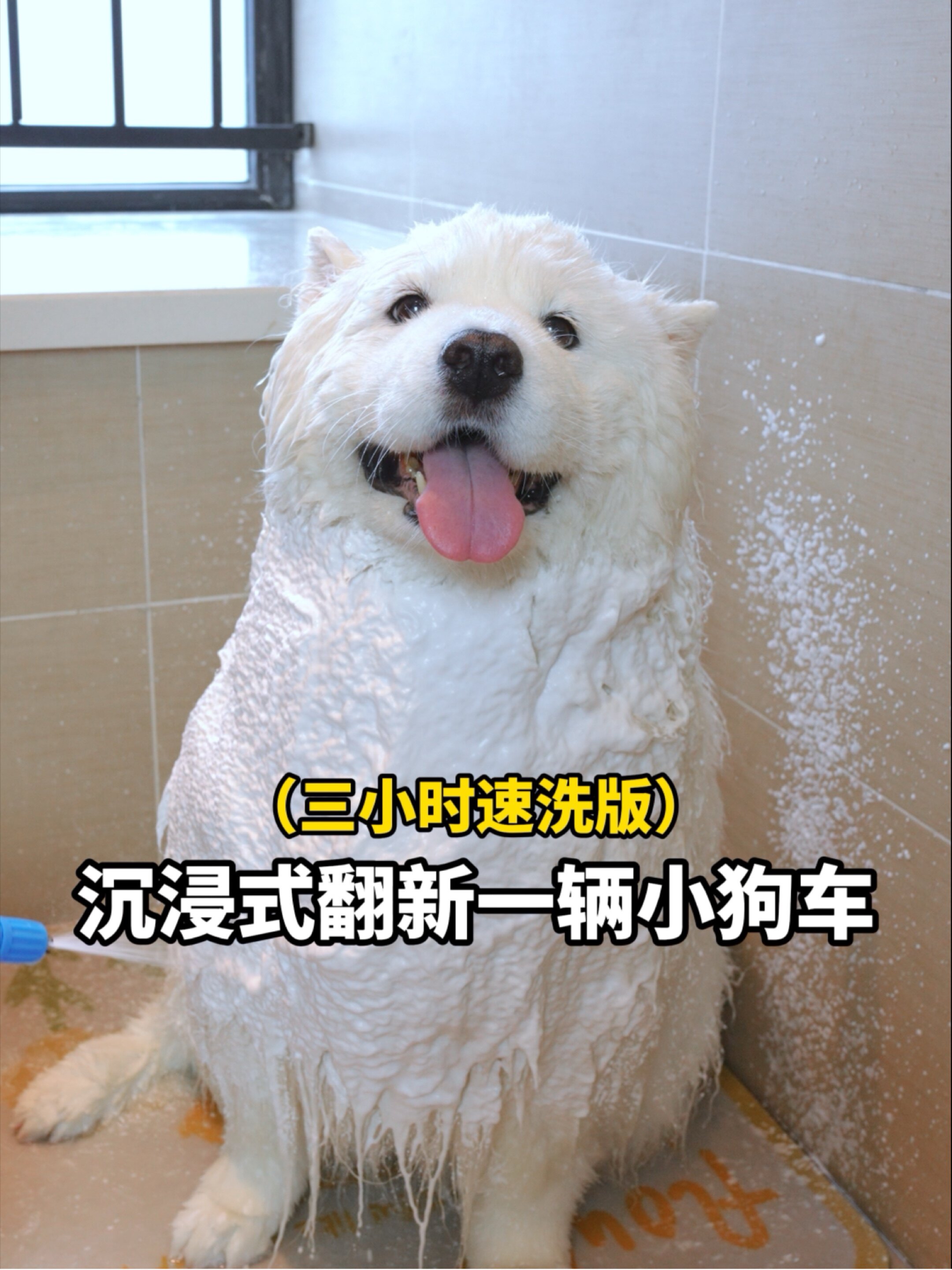 沉浸式翻新一辆小狗车