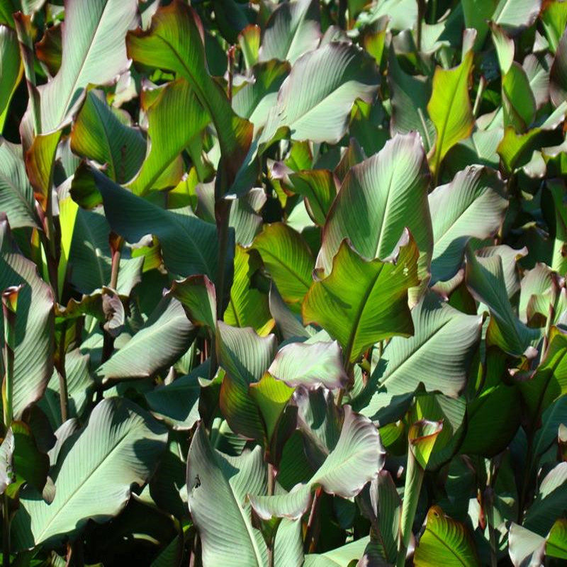 广西特产旱藕粉丝 芭蕉芋美人蕉芋粉丝 劲道正宗火锅料