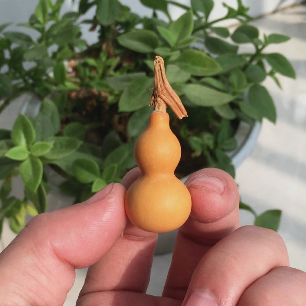 精品特小手捻把玩葫芦天然文玩葫芦随身把件带龙头招财葫芦_7折现价9.