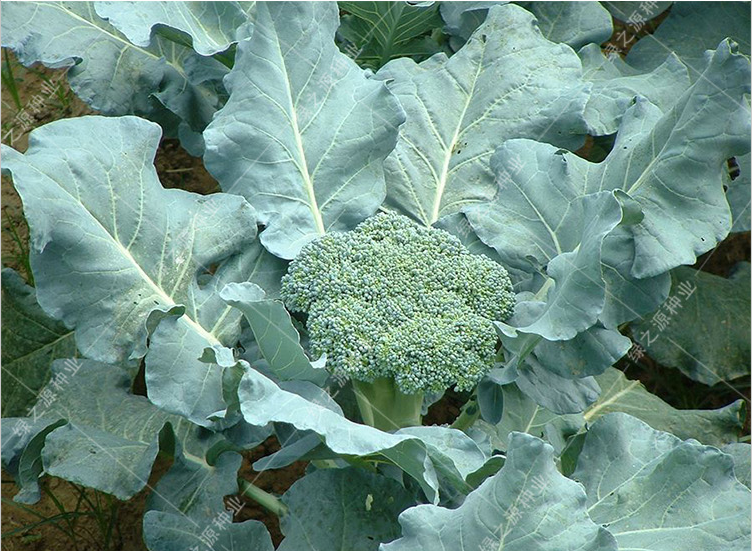 寿光蔬菜种子碧玉西兰花种子 翡翠花菜 绿宝石西兰花 春秋栽培