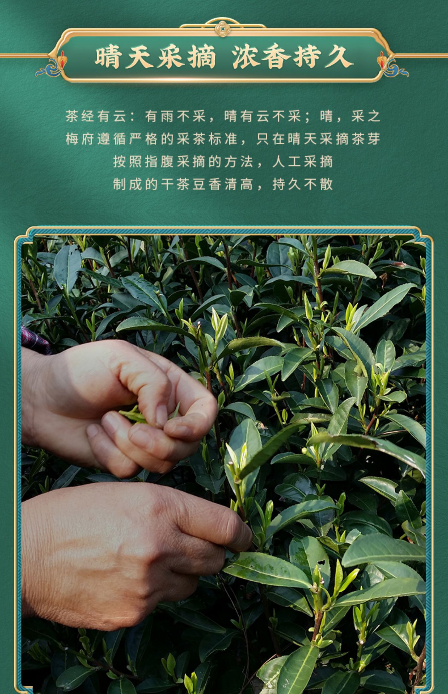 浓香龙井茶钱塘龙井绿茶茶叶250g