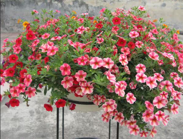 百万小铃阳台党都爱的易养易爆盆花卉