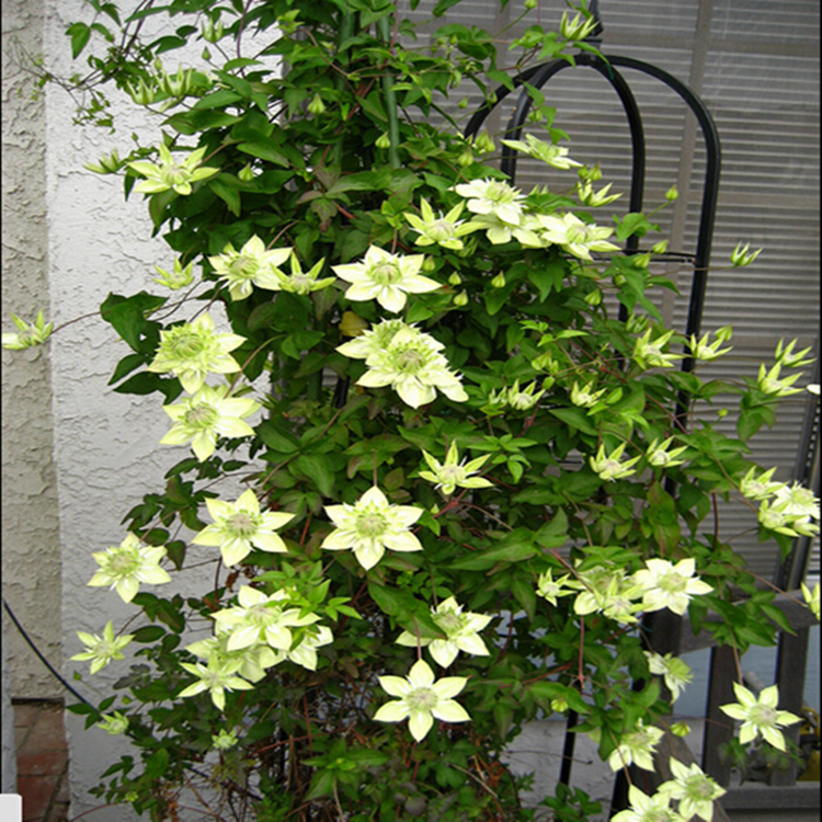 铁线莲——韧如钢丝,花开如莲