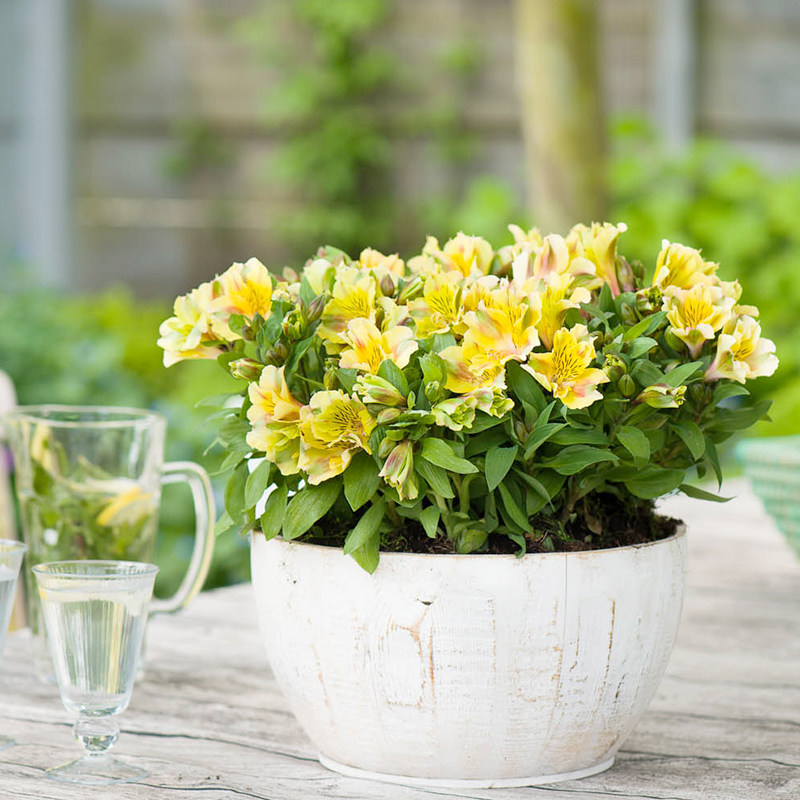 小而美的开花机器,阳台党盆栽福音!