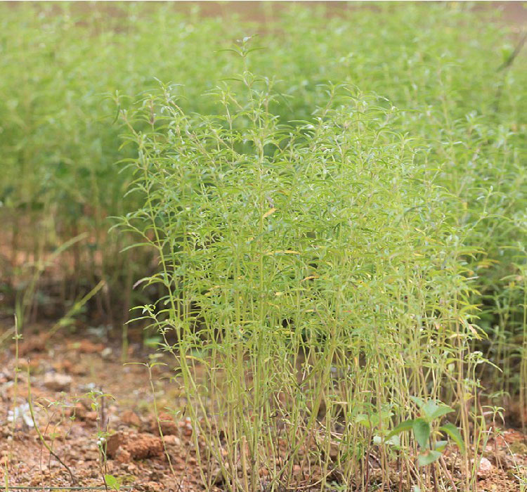 香薷草茶 香鱼子 石香薷花草茶香茹草香茸50g福建寿宁