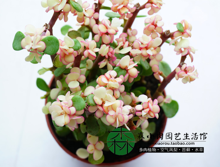 森小肉 多肉植物 防辐射 金枝玉叶 肉肉 易造景 品相好图片