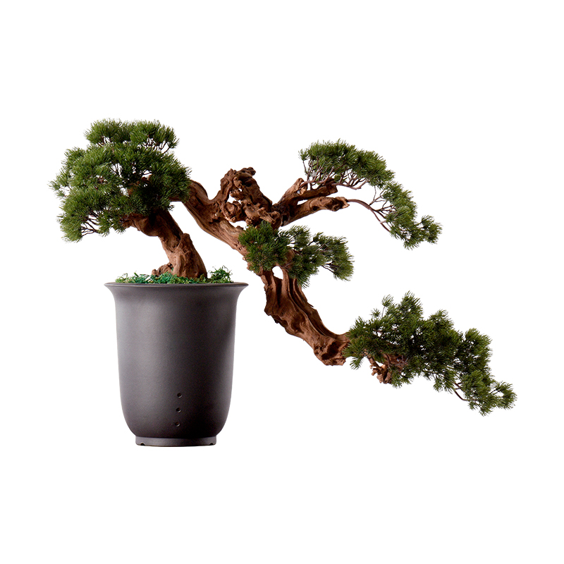 New Chinese style guest - the greeting pine furnishing articles hotel example room decoration indoor sitting room false bonsai podocarpus potted ceramics