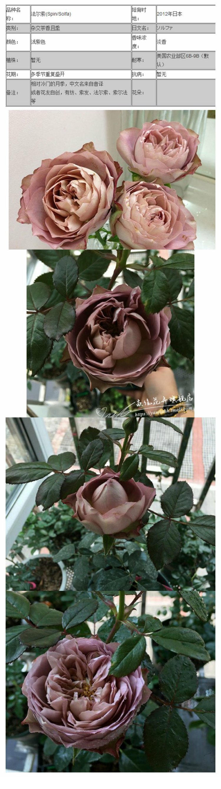 四季开花 日本杂交茶香月季苗 法尔索 灌木切花月季玫瑰蔷薇花苗