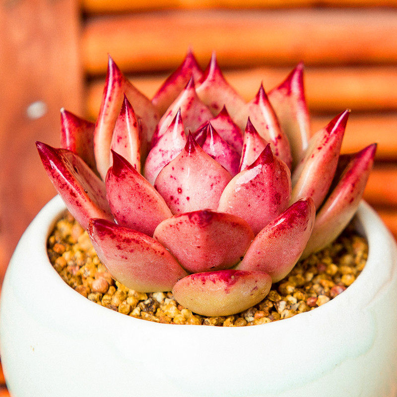 多肉红颜蜜语多肉植物创意花卉绿植阳台盆栽室内萌肉肉防辐射