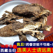 Medicinal angelica old root Tibetan wild sweet angelica soup Natural strong medicinal incense should be paired with Dan Dangshen Astragalus brewing wine