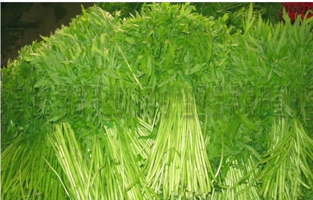 湖北农家特产新鲜野生蔬菜藜蒿根泥蒿根芦蒿根水蒿根绿色500克