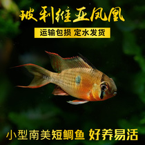 Bolivian phoenix tropical fish ornamental fish Cimei South American native fish grass cylinder short snapper freshwater fish small fish