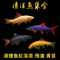 Clear Dolfo Red Tail Black Shark Rainbow Shark Pink Shark Golden Moss Clean Fish Small Tropical Red Belly Pencil Ornamental Fish