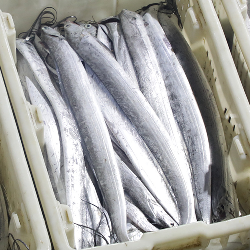 觅小鲜黄海小眼带鱼整条6斤装(热品库)