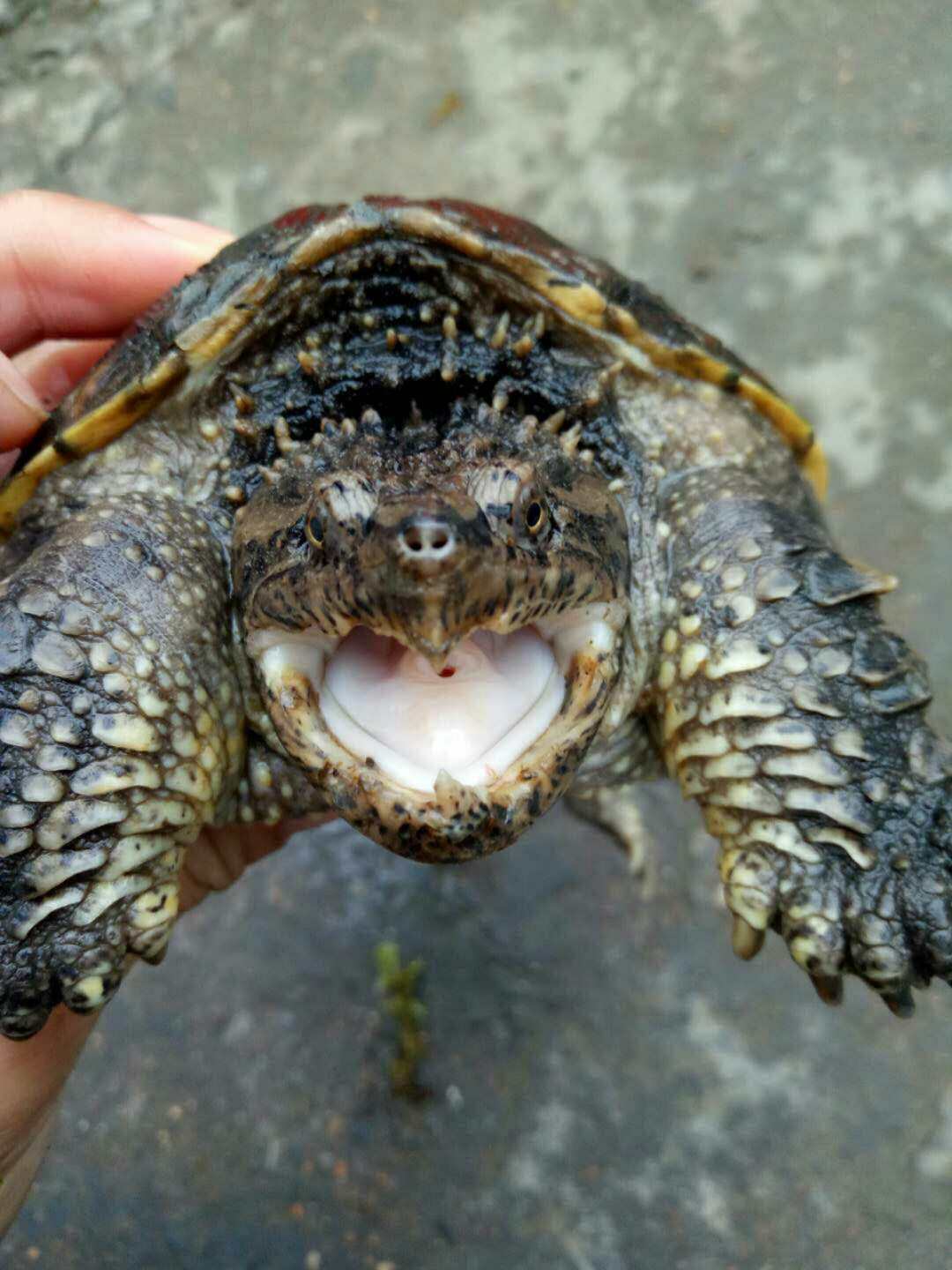 鳄龟活物北美小鳄龟苗大鳄龟黄壳杂佛鳄龟爆刺纯佛鳄水龟低价免邮