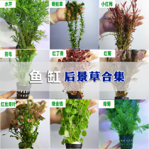 Living aquatic plants have stems underwater grasses freshwater plants lazy landscaping decoration true red and green chrysanthemum cloves
