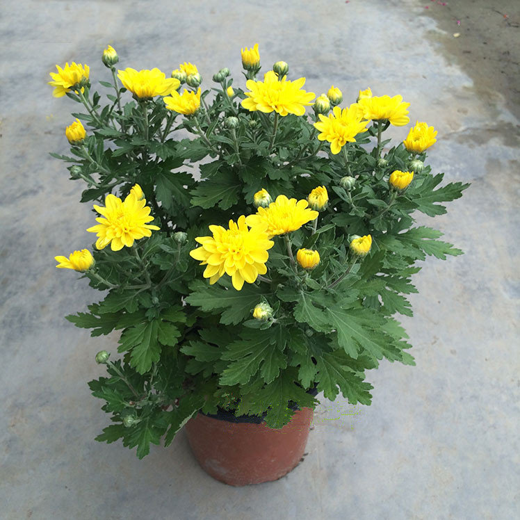 小菊花盆栽 观花植物盆景 室外阳台窗台室内客厅办公室绿植花卉