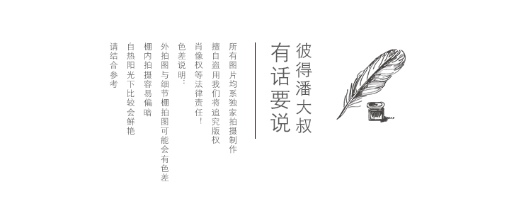 18k玫瑰金戒指 紅玫瑰與白玫瑰 彼得潘大叔二十年代主題復古青澀白玫瑰V領毛衣 18k玫瑰金