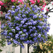 Blue snowflake potted heat-resistant and sun-resistant flowers large amount courtyard balcony flowers flowering plants imported without flowers Indoor