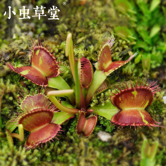 The new product of Radiation-proof insectivorous plant cordyceps
The new product of Radiation-proof insectivorous plant cordyceps