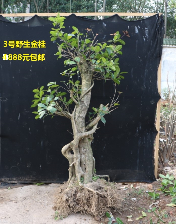 野生桂花盆景树桩金桂石山桂八月桂四季桂老桩盆景花卉绿植